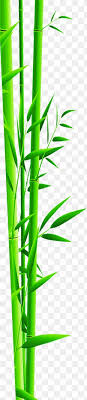 Bamboo Images Bamboo Transparent Png Free Download