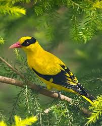 Bird With Black And Yellow Feathers Black Naped Oriole Oriolus Chinensis An Oriole With A Wide Distribution Of Subspecies Throughout Asia Photo John Goh Bird Species Oriole Bird Black Bird