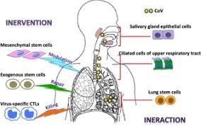 Coronaviruses possess the largest genomes among any rna. Sars Cov 2 Infection And Stem Cells Interaction And Intervention Sciencedirect