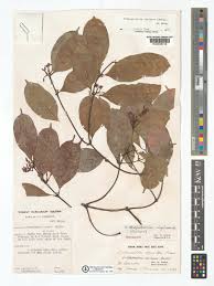 Image result for Orthopichonia barteri