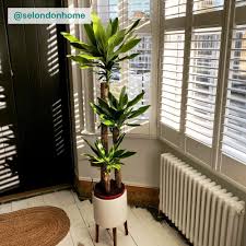 Image result for Dracaena fragrans