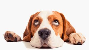 Ihre Mobile Hundeschule In Berlin Hundeschule Wilde Hilde Berlin Hunde Sachen Wilde Hilde Hundeschule