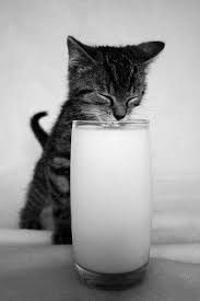 Raki Kediyi Aslan Aslani Kedi Yapar Kittens Cutest Kittens Cats