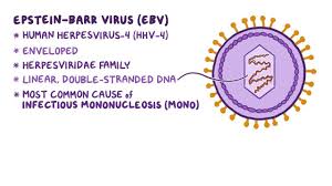 Jason womack, marissa jimenez common questions about infectious mononucleosis // am fam physician. Epstein Barr Virus Infectious Mononucleosis Osmosis