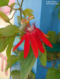 Image result for Passiflora vitifolia