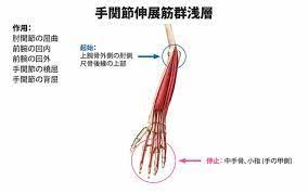 Aug 12, 2017 · 小菱形骨は手根中央関節や手根中手関節を構成します。 小菱形骨の特徴はほぼ可動性がないこつです。 この部分に骨折が起こると手術を行うことが多いです。 æ‰‹é–¢ç¯€ æ‰‹éƒ¨ã®ç—›ã¿