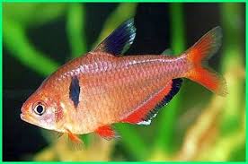 Jenis selanjutnya yang dapat hidup tanpa aerator atau oksigen di akuarium adalah ikan platy. Pin On Rekomendasi