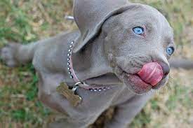 This distinctive look in one or both eyes is caused by a lack of pigment around the eye area, albinism, or a number of other genetic factors. All Grey Pitbull With Blue Eyes Off 77 Www Usushimd Com