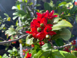 Image result for Ochna polyneura