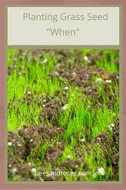Planting Grass Seed Stop Doing It The Wrong Way Bees And Roses Planting Grass Seed Planting Grass Grass Seed
