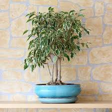 Image result for Ficus tremula