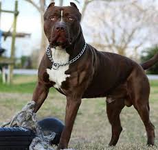 Misunderstood Pitbull Terrier American Pitbull Terrier Pitbulls