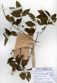 Image result for Rytigynia sp. C