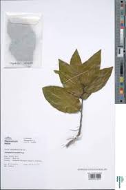 Image result for Anisophyllea boehmii