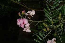 Image result for Virgilia