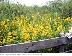 Known widely as the yellow pimpernel, lysimachia nemorum is a perennial flowering herb in the primulaceae family. Garden Loosestrife Identification And Control Lysimachia Vulgaris King County