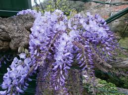 Le specie della sezione piante da giardino che regalano bellissimi fiori viola. Fiorisce Il Glicine Come Coltivarlo Con Successo Community