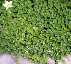 In a bush growing in a sunny place, the foliage has a smaller size than that of the dichondra that is on a shaded area. Dichondra Wikipedia