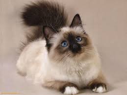 persian cats information sumasshedshie koshki siamskie koshki siamskij kot