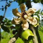 Image result for Bellucia pentamera