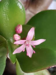 maronさんの投稿 木の花 花の写真 可愛い花