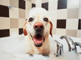 How to bathe a dog or a puppy is easy depending on how you handle the situation. 9 Simple Dog Washing Tips