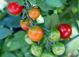 In a cool climate or a cold spring, plant tomatoes on the south side of the house protected from wind. Growing Tomatoes Cooperative Extension The University Of Arizona