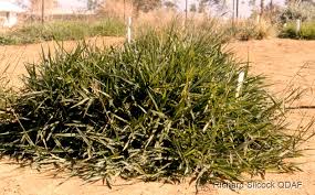 Image result for Urochloa brachyura
