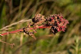 Image result for Dissotis princeps