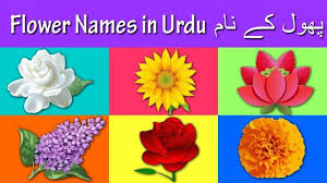 11 Important Facts That You Should Know About Lily Flower In Urdu Language Lily Flower In Urdu Language Flower Names Flower Meanings Flower Images With Name