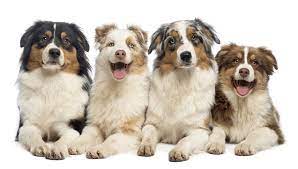 Discover hundreds of ways to save on your favorite products. Australian Shepherd Breeders Australia Australian Shepherd Info Puppies