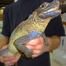 We did not find results for: Philippine Sailfin Dragon Adult Female