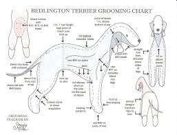 grooming chart dog grooming styles cleaning dogs ears