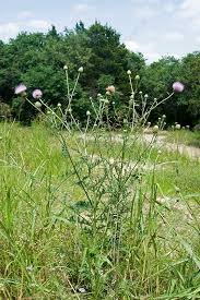 Image result for Cathormion altissimum