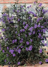 Image result for Ruellia praetermissa