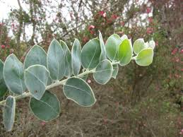 Image result for Acacia podalyriifolia