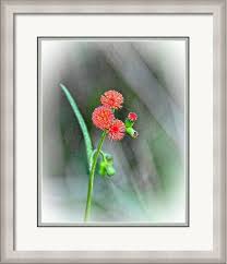 Image result for Emilia tessmannii