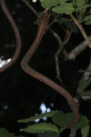 Image result for Fernandoa