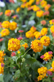 Image result for Lantana moldenkei