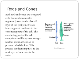 Metal kitchen rack w \/metal rods and cones in retina function. Communication Topic 6 Photoreceptor Cells Ppt Download