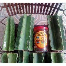 Our cacti were propagated by seed, as you can tell by the small trunk in the picture, but no worries, this is a fast growing cactus! Peruvian Apple Cactus Big Size Spineless Adult Cutting Air Dry Shopee Philippines