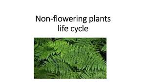 Plants that produce flowers are called flowering plants. Non Flowering Plants Life Cycle