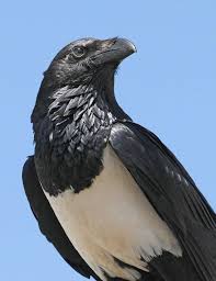 Birds Of South Africa Pictures And Names South African Pied Crow Crow Bird Crow Bird