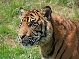 صور لـ قطة كبيرة شاب الشبل نمر سنور الحيوانات البرية طبيعة cute cat breeds wild animals photography animals beautiful