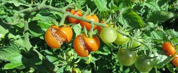 Eclatement Des Tomates Comment Eviter L Eclatement Des Tomates Boutures Tomates Jardin Potager