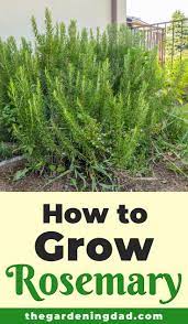 How To Grow Rosemary From Seed In 5 Easy Steps The Gardening Dad Growing Rosemary Planting Herbs Outdoor Herb Garden