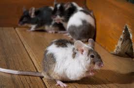 Compare homeowner reviews from 9 top saratoga springs interior i was completely impressed. Old School Pest Control Pest Management In Saratoga County Ny