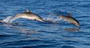 Biasanya si pemimpi akan bangun dengan semangat dan siap menjalani hari. Arti Sebenarnya Mimpi Melihat Lumba Lumba Menurut Primbon Jawa