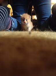 4 Weeks Old