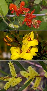 Image result for Fabaceae subfamily Mimosoideae